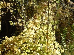 Poison_Oak_up_close_at_Limestone_Canyon_^_Whiting_Ranch_Wilderness_Park,_Trabuco_Canyon,_CA_-_panoramio